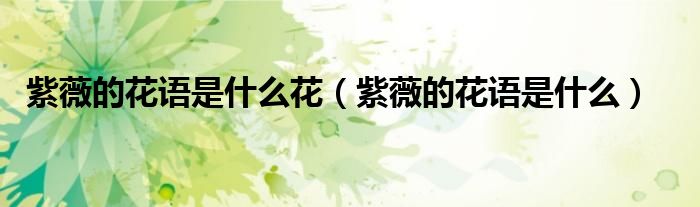 紫薇的花语是什么花（紫薇的花语是什么）