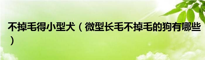 不掉毛得小型犬（微型长毛不掉毛的狗有哪些）