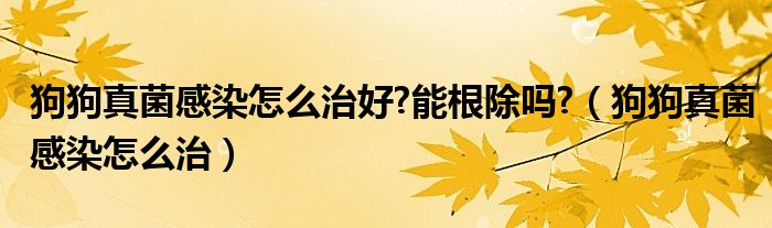 狗狗真菌感染怎么治好?能根除吗?（狗狗真菌感染怎么治）