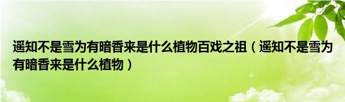 遥知不是雪为有暗香来是什么植物百戏之祖（遥知不是雪为有暗香来是什么植物）