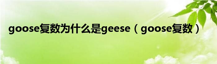 goose复数为什么是geese（goose复数）