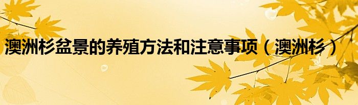 澳洲杉盆景的养殖方法和注意事项（澳洲杉）