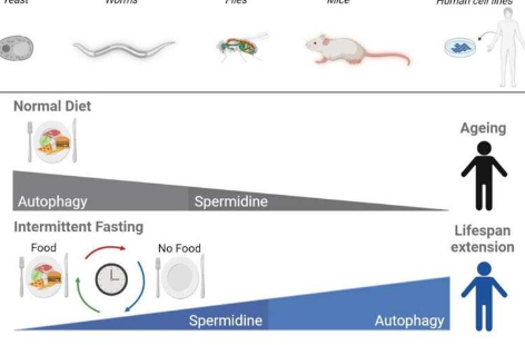 研究揭示间歇性禁食如何通过自噬调节衰老