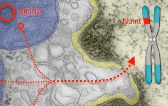 线粒体正在将其DNA发射到我们的脑细胞中