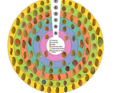 基因组研究阐明了芒果的传统和未来