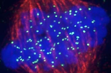 科学家揭示细胞分裂过程中保存着丝粒的机制